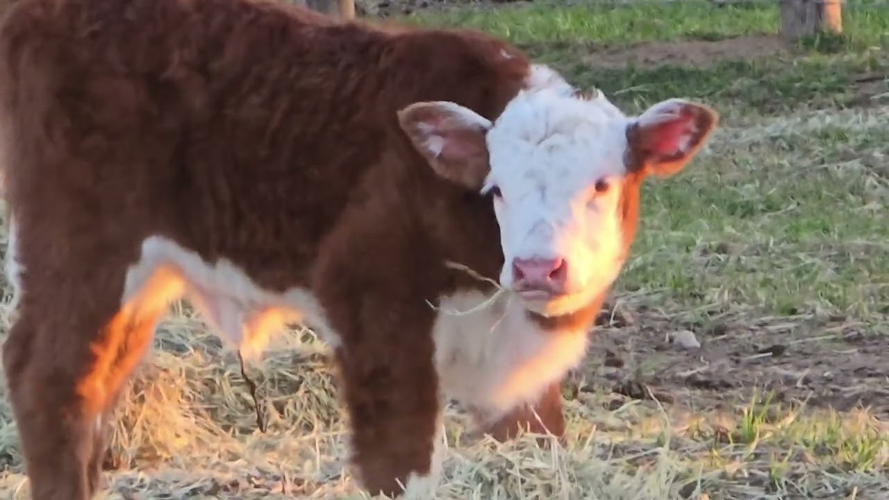 Week old heifer calf eating hay. 
