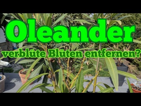 Cut off oleander faded flowers or leave them on Remove oleander inflorescences