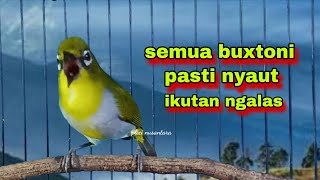 Download lagu Pleci Ngalas Standar 123,Semua Pleci Pasti Nyaut || Pleci Bustomi Gacor mp3