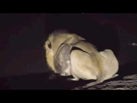 Lions at Djuma 8:30 SA time 6/14/16