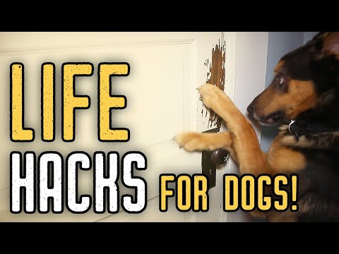Dog Life Hacks Part 2 | CKC's Talkin' Dogs