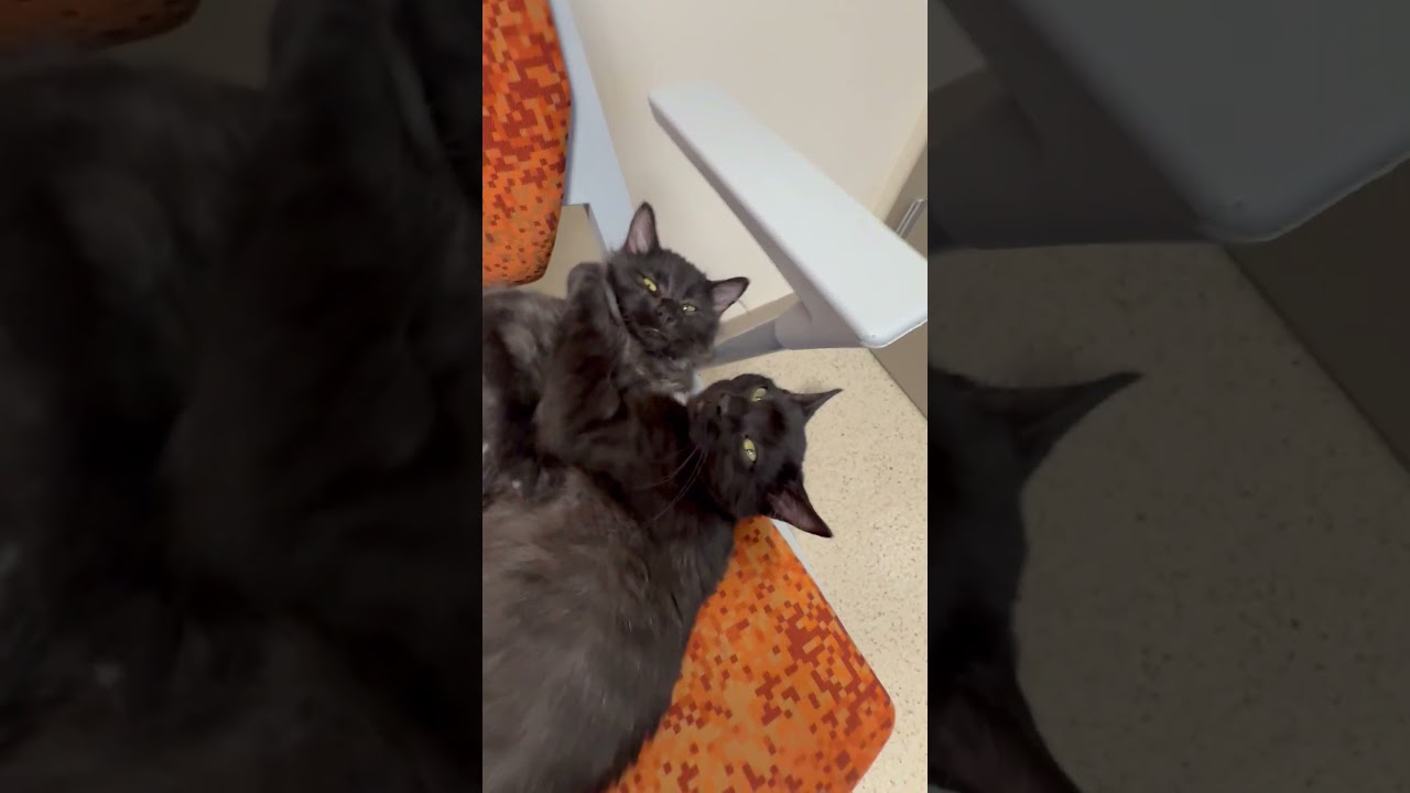 Enlarge Link, a Adoptable Domestic Medium Hair in Oshkosh, WI video 6/6