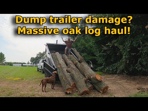 Dump trailer damage? MASSIVE oak log haul! Iron bull Norstar dump trailer #808