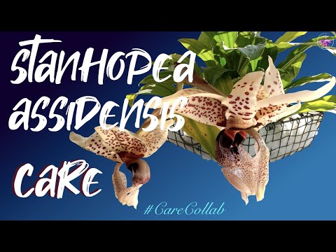 , title : 'Stanhopea Assidensis CARE | Watch this, if you are into Beast Mode orchids #carecollab'