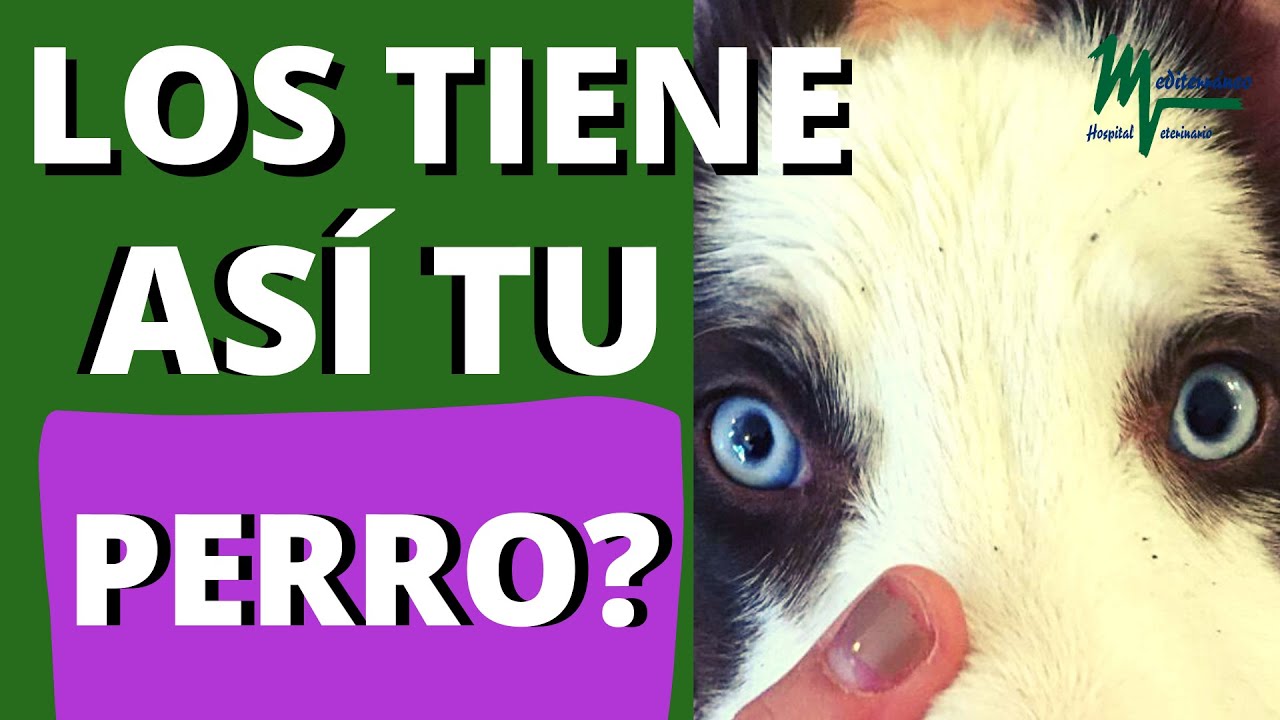 Watch ANISOCORIA en PERROS. Perros con ojos diferentes. ¿Puede ser grave Now ANISOCORIA en PERROS. Perros con ojos diferentes. ¿Puede ser grave