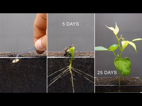 White Bean Growing Time Lapse - 25 Days