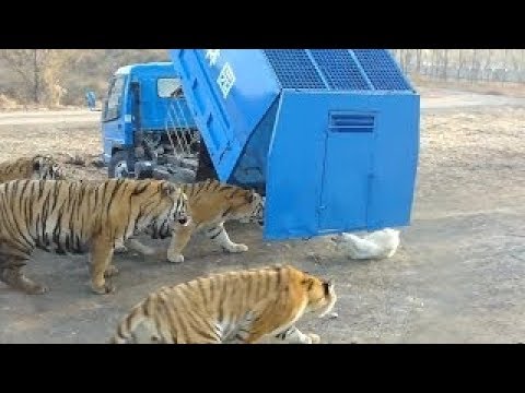 عالم الحيوانات والافتراس اسود تهاجم سيارة اخطر هجمات الاسود على