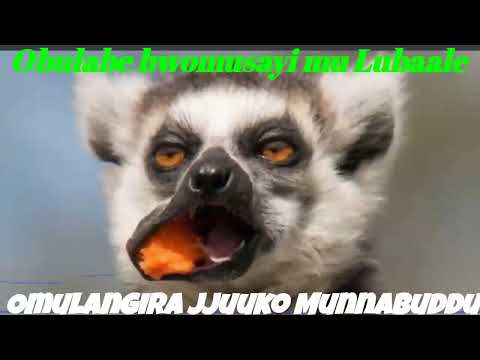 Obulabe bwomusayi mu Lubaale - Omulangira Jjuuko Munnabuddu