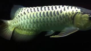 Cross back arowana