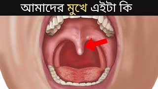দেখুন আমাদের মুখের ভিতর এইটা কি | How to work Uvula? | Functions of Uvula (Bangla)