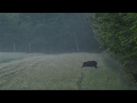 weizen-schweine 2018 #HH_Hunting_Hungary