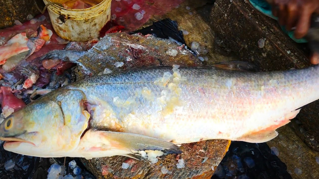 Professional Big Fish Cutting Skills Live In Fish Market 2020, Big Gurjali Fish Cutting And Slicing