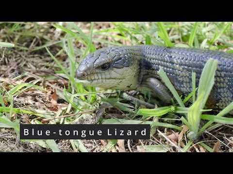 Blue-tongue Lizard