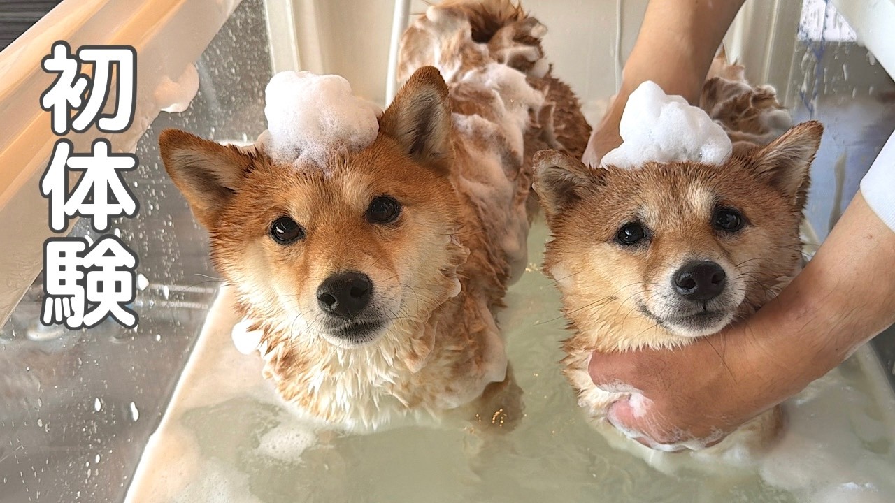 【別邸わんこ日和】熊本の温泉宿で生まれて初めての体験に戸惑う豆柴姉妹【癒し旅】