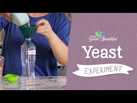 Yeast Biology | Vibepedia