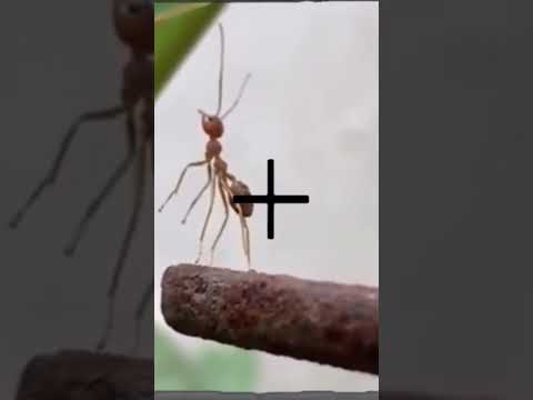 An ant’s life