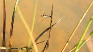 The Pond Skater; Strange Bugs