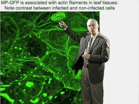 Roger Beachy (Danforth Center) Part 1: Biology of Plant Virus Infection