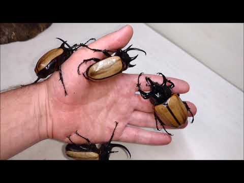 Nosorožtek päťrohý (Eupatorus gracilicornis) — video o chove a starostlivosti