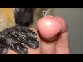 ASMR Monkey