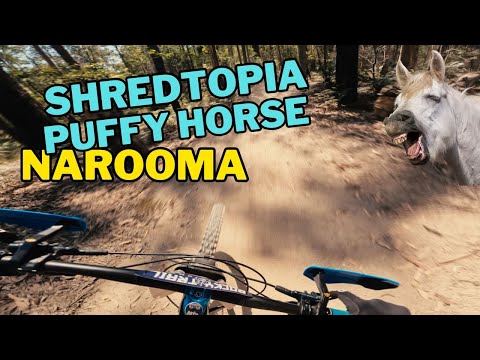 Shredtopia X Puffy Horse | Narooma MTB Park