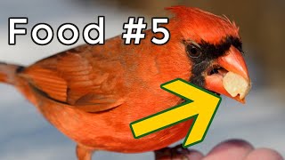 What do CARDINALS eat? (6 foods that attract Northern Cardinals)
