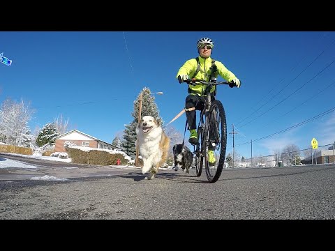 Obtendo alimentos essenciais da Great Harvest Bread Co. - Lakewood, Colorado