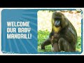 Welcome Baby Mandrill It S S Girl Disney S Animal Kingdom
