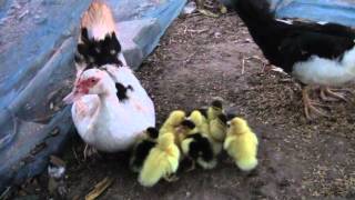 preview picture of video 'Poultry from thailand - Ban Khwao - Province of Chayaphum - Thailand - march 2012'