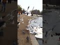 Feeding Frenzy Birds London Shorts Swan Seagull Birds London