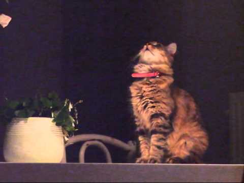 dawid szczesny - cat on the table (supralinear, 2005)