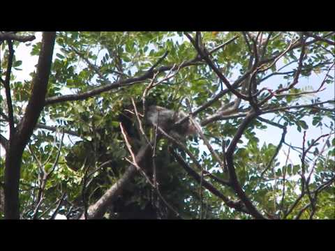 Variegated Squirrel building nest | Sciurus variegatoides
