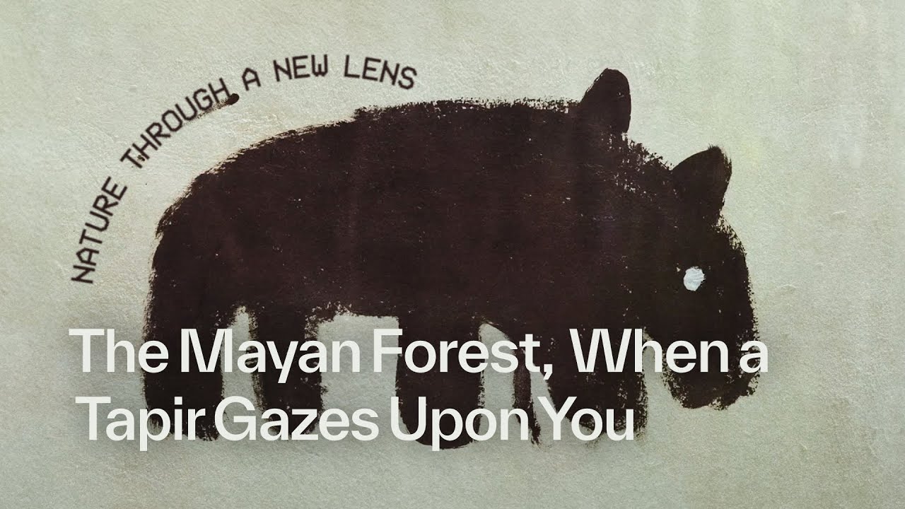 Miniature de la vidéo The Mayan Forest: When A Tapir Gazes Upon You | Nature Through a New Lens | On the Edge du film The Mayan Forest: When a Tapir Gazes Upon You
