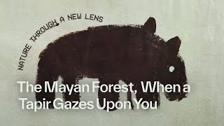 The Mayan Forest: When A Tapir Gazes Upon You | Nature Through a New Lens | On the Edge
