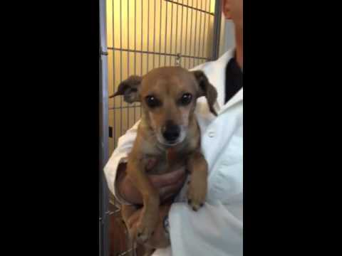Dr. Belman discusses about Dog Dentals