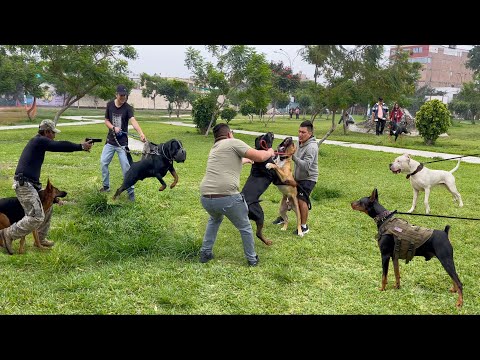 Powerful dogs meet in the same park 🙉 Which one will dominate them all? ❌❌❌