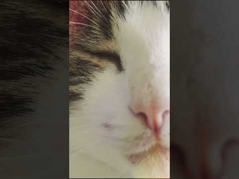 Video Thumbnail: WIZO Prokrastination #Shorts