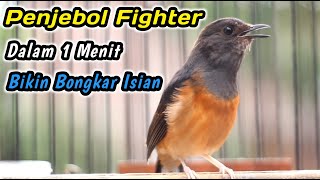 Download lagu MURAI BETINA GACOR PALING COCOK UNTUK PANCINGAN PENGGACOR SEMUA JANTAN‼️EMOSI LANGSUNG NAIK mp3