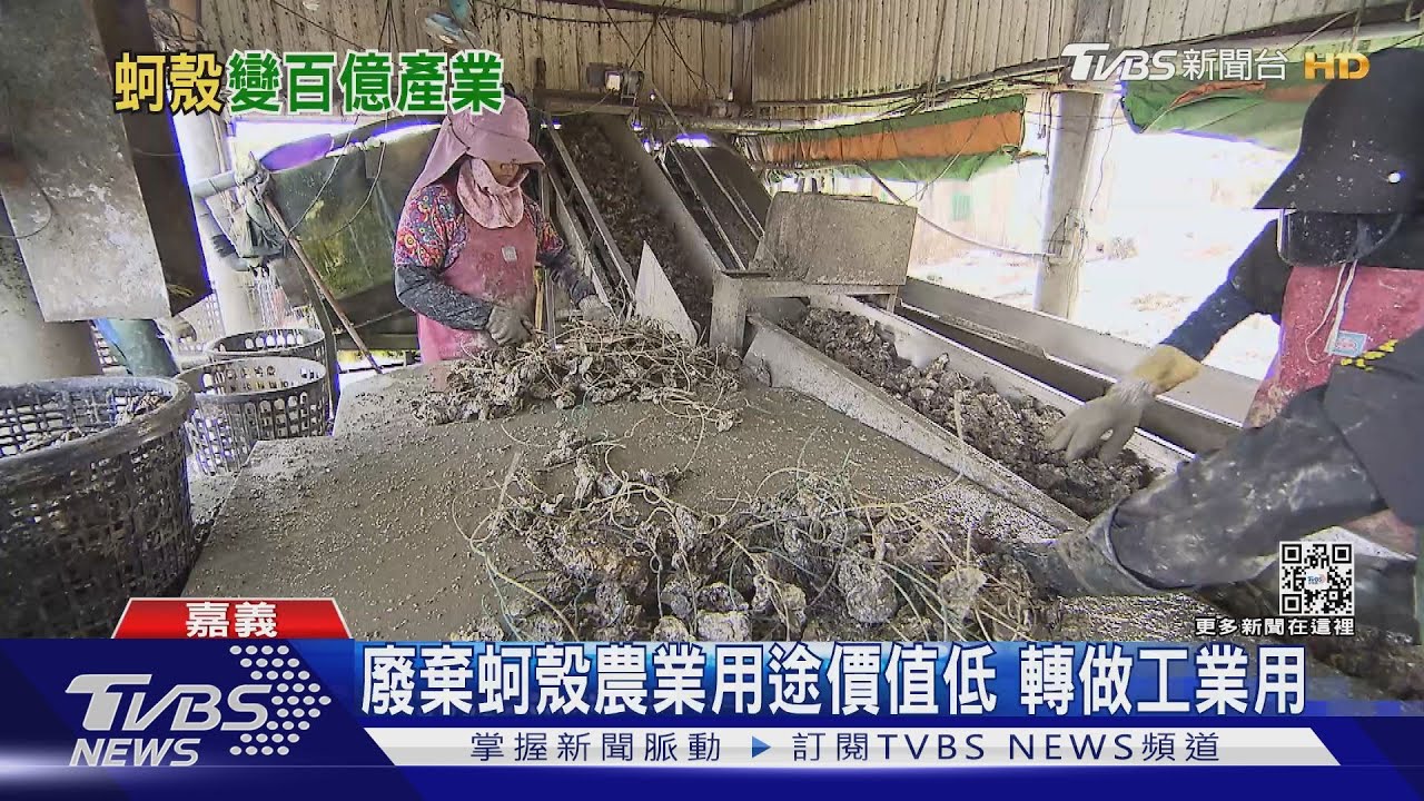 蚵殼變黃金！全台年丟棄12萬噸牡蠣殼　回收再生創永續商機