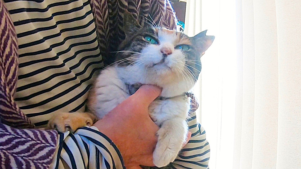 何処まで行っても、人は人、猫は猫　この交わりが一番