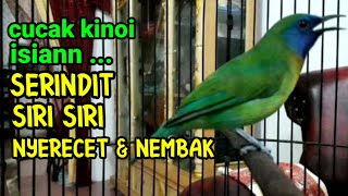 Download lagu cucak kinoi gacor nyerecet dan nembak mp3 Download lagu cucak kinoi gacor nyerecet dan nembak mp3