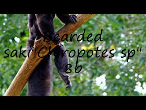 How to pronounce Bearded saki"Chiropotes sp" 8b in English?