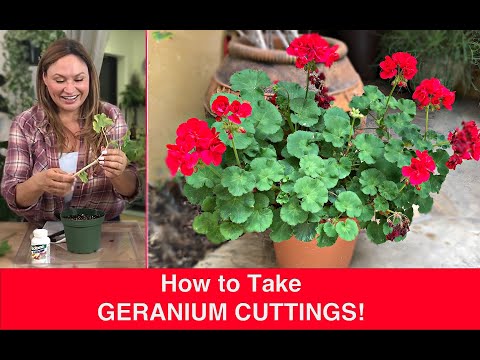 , title : 'How to PROPAGATE GERANIUMS (Stem Cuttings) Ivy Geranium, Pelargonium🌿Shirley Bovshow'