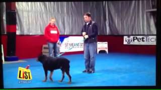 preview picture of video ''Holiday Dog Training Tips' From Paul Pollock on TV'