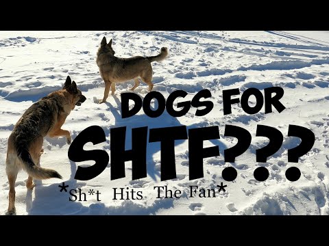 Are Dogs Good For SHTF? | Home Security