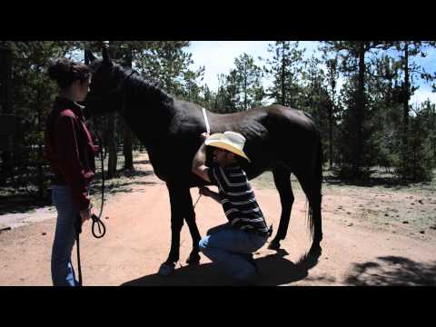 Mobile Veterinary Services: How to weight tape measure your horse