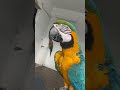 ⚠️ Don’t watch if you are squimish ⚠️ This is called regurgitation and macaws do it to their mates!