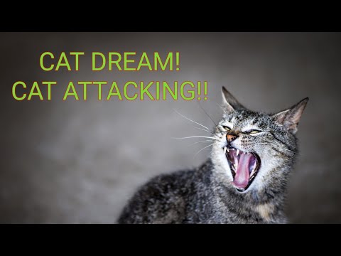 CAT ATTACKING IN DREAM MEANING - Interpretations Of Dreams #DreamInterpretations