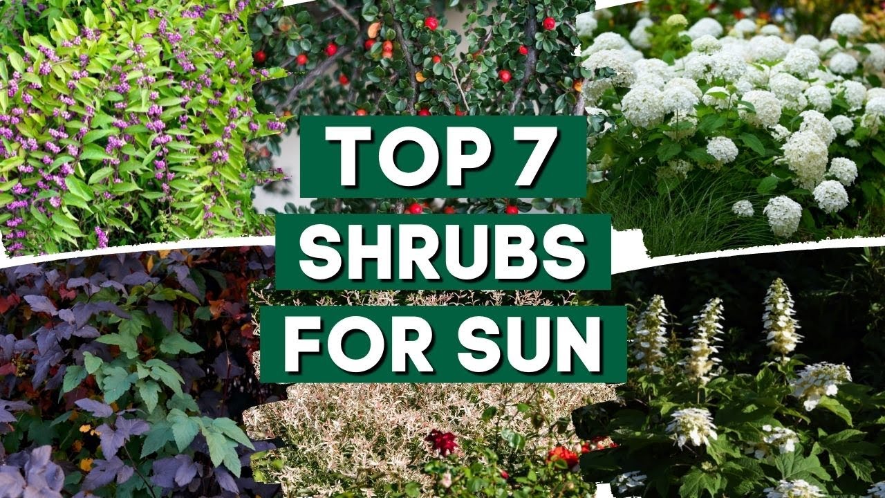 7 Best Shrubs for Full Sun ☀️✨ // Low Maintenance Shrubs // PlantDo Home & Garden 💚
