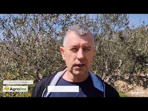 Zaštita masline od paunova oka u travnju